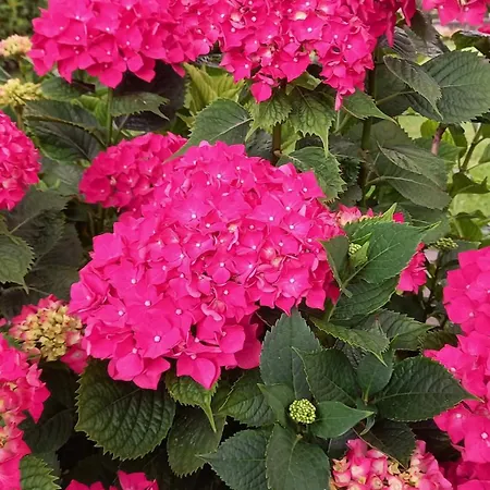 Ai Progni Agroturismo Affi